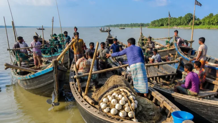 পদ্মা অভিযানে সংঘর্ষ: এমপির নেতৃত্বে ইলিশ রক্ষা দলের ওপর হামলা, ৪১ জেলে আটক