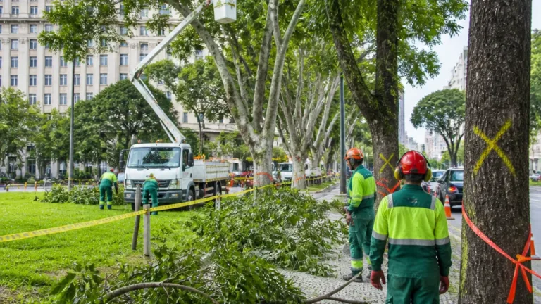Curitiba reforça fiscalização na Praça Osório e retira árvores com risco após ventos e chuvas