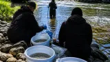 Vědci v Libereckém kraji našli stovky ryb, soustředí se na zdraví a DNA populací