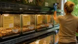 Zoo Zlín hlásí světově významné odchovy: pět turaků, tři tukani a unikátní vousák