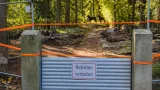 Charlottenburg: Bezirksamt lässt auf Friedhof Ruhleben Wildschweine bejagen