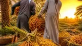 بسكرة: موسم جني التمور بين تقاليد العائلة وتحولات العصرنة