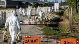 H5N1: madárinfluenza ütött ki egy 24 000 kacsás telepen Zsombón, felszámolás folyamatban