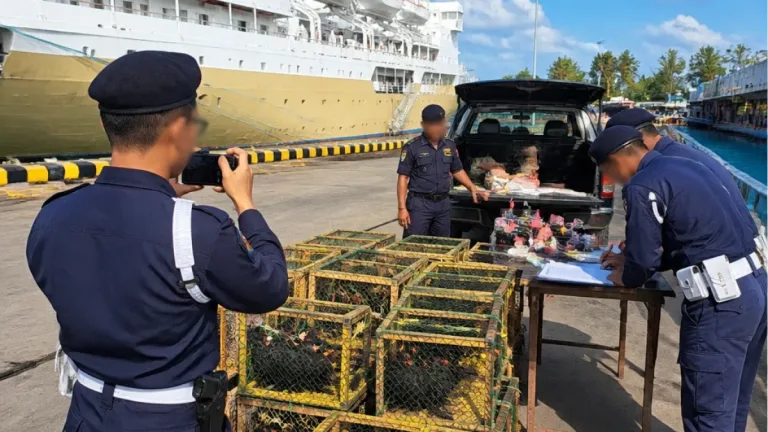 Ditpolairud Amankan 21 Nuri Hitam Diduga Dilindungi di KM Sinabung Bersandar di Sorong