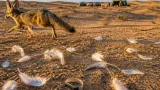 Captive-bred Great Indian Bustard killed by desert fox days after release; protocols to be reviewed