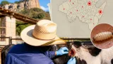 Persisten efectos de la sequía en Hidalgo: 12 municipios en condición moderada