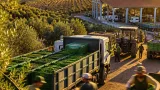 Cooperativa de Moura arranca campanha de azeitona com previsão de produção histórica