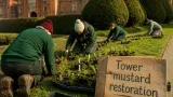 London volunteers replant more than 1,000 tower mustard to revive a rare native wildflower